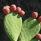 Indian Fig Cactus - Opuntia Ficus-Indica 'Torre??n Red' - Rare Cactus Plant Species