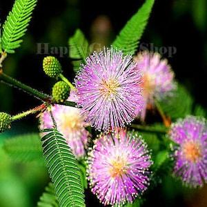 SENSITIVE PLANT - 75 SEEDS - Touch me not - Mimosa pudica