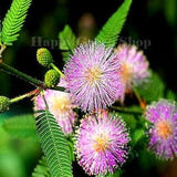 SENSITIVE PLANT - 75 SEEDS - Touch me not - Mimosa pudica