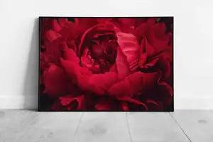 Beautiful Romantic Crimson Red Peony Soft Focus Flower Photography Valentines