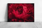 Beautiful Romantic Crimson Red Peony Soft Focus Flower Photography Valentines
