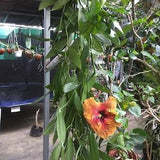 1 Vanilla cutting cutting 1 meter from the island of Reunion (Bourbon vanilla) (cutting offered free 20 cm)