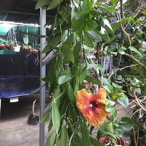 2 Vanilla cutting cutting 1 meter from reunion island (Bourbon vanilla)