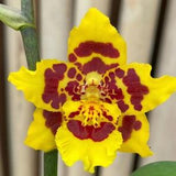 Oncidium pacific passage peach cobbler yellow orchid-pansy orchid-dancing lady yellow orchid