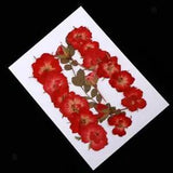 Beautiful Real Dried Pressed Flowers Leaves Flower Muiltiple