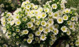 Monte Casino Aster. Nice for mason jars. Flower Delivery