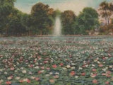 Lily Lake City Park Parkersburg West Virginia c1940s linen postcard D190