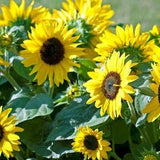 Sunspot Sunflower Seeds - Open-Pollinated for Seed Saving - Non-Hybrid & Non-GMO - Heirloom Canada Flower Seeds