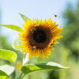Sunflower with buzzy bees