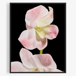 Flower Photography Print Of White And Pink Orchid, Floral Photography Print. By Jeff Schear, Art for Gratitude. Flower Art, Close up, Macro