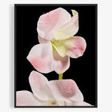 Flower Photography Print Of White And Pink Orchid, Floral Photography Print. By Jeff Schear, Art for Gratitude. Flower Art, Close up, Macro