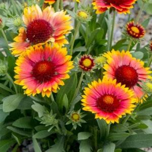 40-100  Blanket Flower/Gaillardia Seeds, Gaillardia pulchella, Perennial