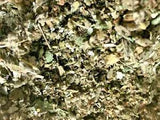 No.23 Herb Tea Mix - Osha Lobelia Mull Colts Catnip Raspberry Mint Leaf - 2 oz