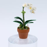 White Phalaenopsis Orchid (One Spike)