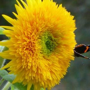 Dwarf Sungold Sunflower Seeds, Yellow Dwarf Teddy Bear Sunflowers, 50 Seeds // Non-GMO, helianthus annuus