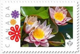 LOTUS = PINK WATER LILY =LIMITED= Picture Postage stamp Canada 2018 [p18-09-03]