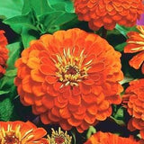 Zinnia Orange Flowers 1g - 50 Seeds - Zinnia Elegans NON GMO