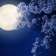 How to Grow a "Moon Garden" for Fragrant, Night-Blooming Plants Flower Delivery