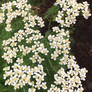 120 Organic Yarrow Seeds from Lanaudi??re - perennial plant with white flowers - handpicked in 2022