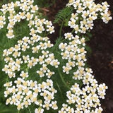 120 Organic Yarrow Seeds from Lanaudi??re - perennial plant with white flowers - handpicked in 2022