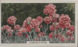 (F116-14) 1920 Great Britain Cigarette card (Park Drive) Carnation flowers (N)