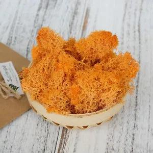 Perpetual Moss Perpetual Seaweed - orange