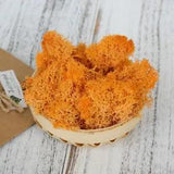Perpetual Moss Perpetual Seaweed - orange