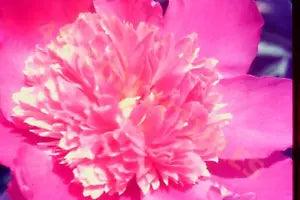 Vintage Slide Photo Radiant Pink Peony in Full Springtime Bloom