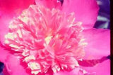 Vintage Slide Photo Radiant Pink Peony in Full Springtime Bloom