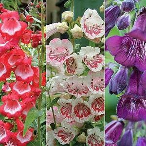 50+ seed Sensation trumpet-like Penstemon mix