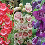 50+ seed Sensation trumpet-like Penstemon mix