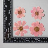 12PCS Real Pressed Dry dyed pink Garden Cosmos flower for art, craft FSS59 #1