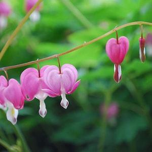 Shade Perennial -Bleeding Heart Seed- Heirloom, Classic Dicentra