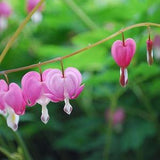 Shade Perennial -Bleeding Heart Seed- Heirloom, Classic Dicentra