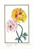 Buttercup Persian Buttercup Ranunculus Flower Botany Watercolour Drawing 1830