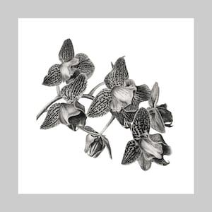 Moth Orchid, Graphite Pencil Drawing, Exotic Plant, Limited Edition, Archival Quality, Giclee Art Print