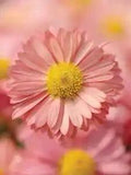 25 seeds Pink Coral Daisy Flowers Beautiful Easy Grow garden planting
