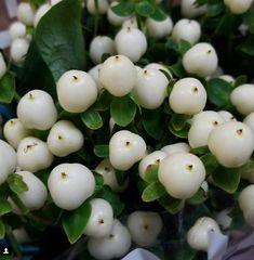 Berries | DIY Wedding Flower Collections | Flower Moxie Flower Delivery
