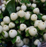 Berries | DIY Wedding Flower Collections | Flower Moxie Flower Delivery
