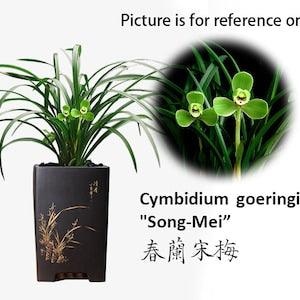 Cymbidium goeringii "Song-Mei??? ???? 3grs