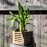 185. Salvaged Louisiana Baldcypress Hanging Basket Planter for Orchids, Bromeliads, Ferns, Cacti, Other Epiphytes and Succulents