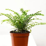 Lemon Button Fern | Nephrolepis Cordifolia Duffii | 2.5