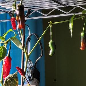 Purple Tiger Chili Pepper Seeds ( green leaf)