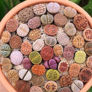 Lithops Mix, Succulent plants, Cactus, 25 seeds, Living stones, All-year seeds