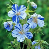 STRIPED GERANIUM Pratense Striatum Streaked Blue Flowers! Beautiful! Geraneum Splash 3 Rare Seeds