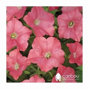 Caribou Seed Company | Easy Wave CORAL REEF Petunia Seeds | Spreading/Trailing  Variety | Fresh Seed | 10 Seeds