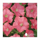 Caribou Seed Company | Easy Wave CORAL REEF Petunia Seeds | Spreading/Trailing  Variety | Fresh Seed | 10 Seeds