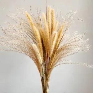 Natural Dried Flowers Bouquet Lagurus Ovatus Dog Rabbit Tail Grass Bunch Real