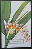 Pink Porcelain Lily Plant Flowers Poster Art Postcard Unused