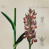 Broad-Leaved Marsh Orchid Print - Original Antique Botanical 1880s - Orchis majalis (plant flower seed orchidaceae dactylorhiza pink purple)